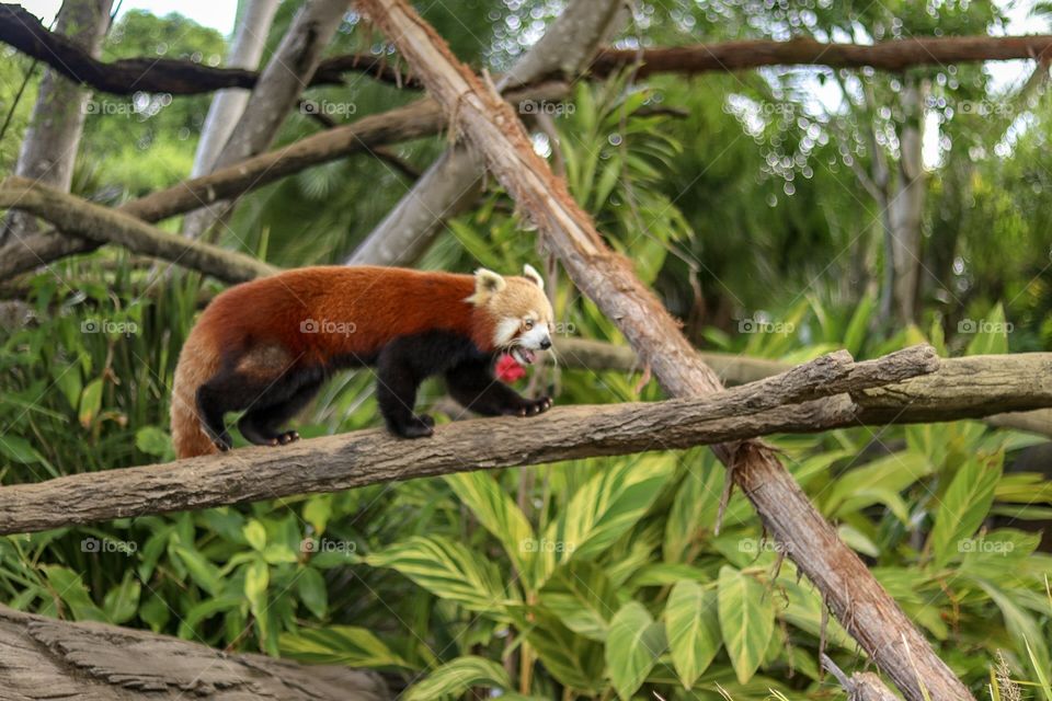 Red panda 
