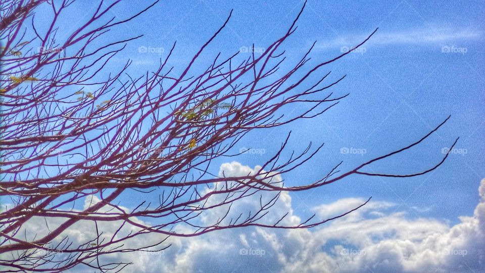 Branches towards the clouded blue aky