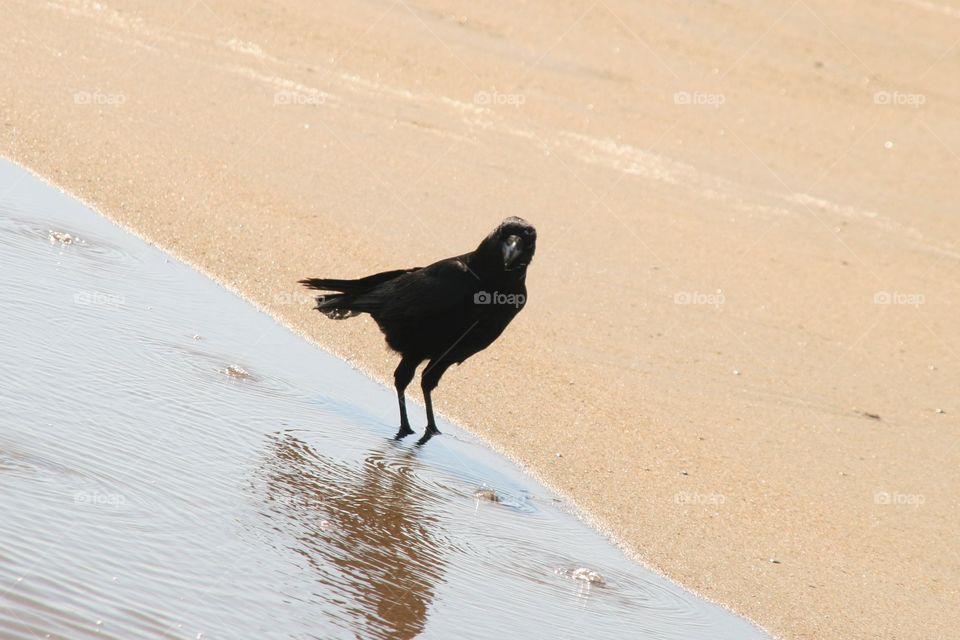 A crow on the beach. Black crow dipping his paws in some water on the beach