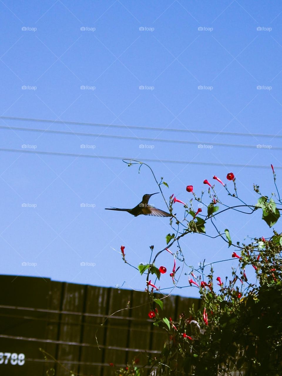 Green Hummingbird flying in front of red flowers to feed, hovering. Beautiful bird, urban wildlife.