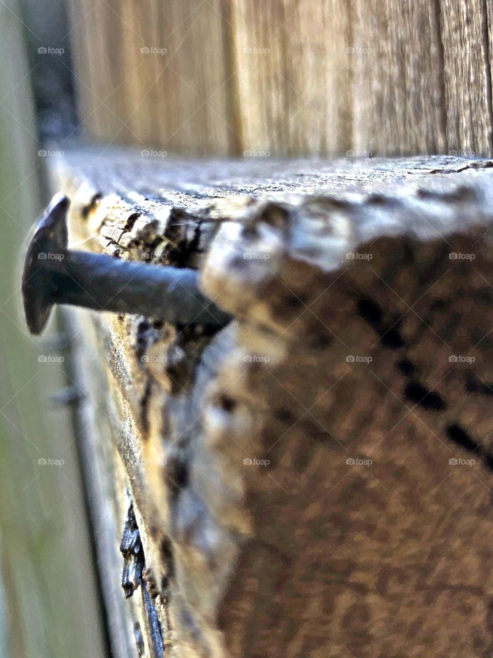 Nail in old fence