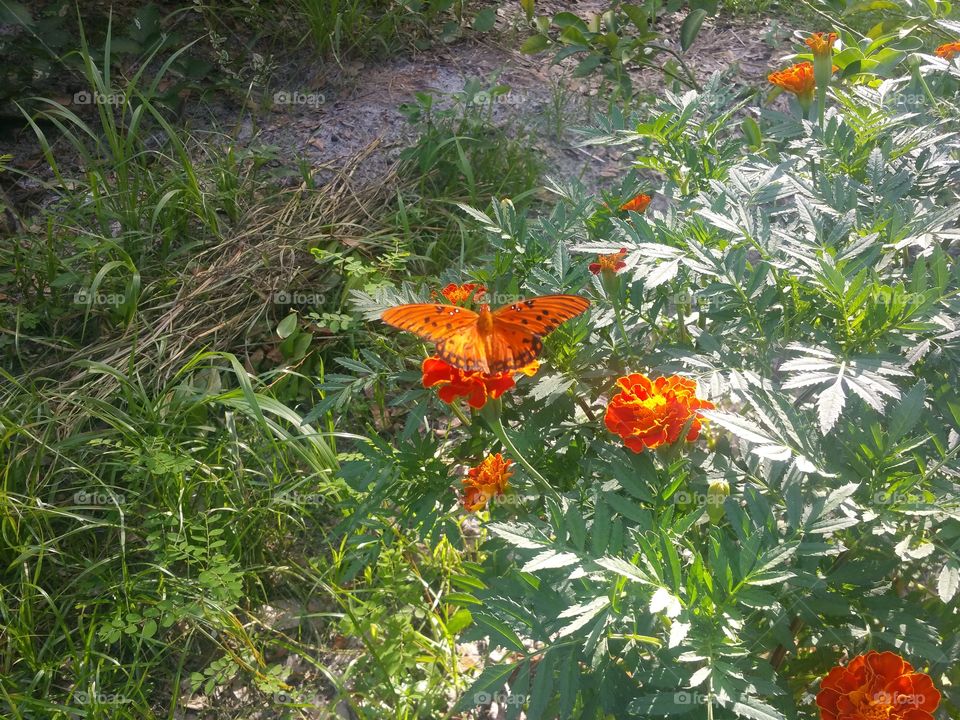 orange butterfly on orange flower
