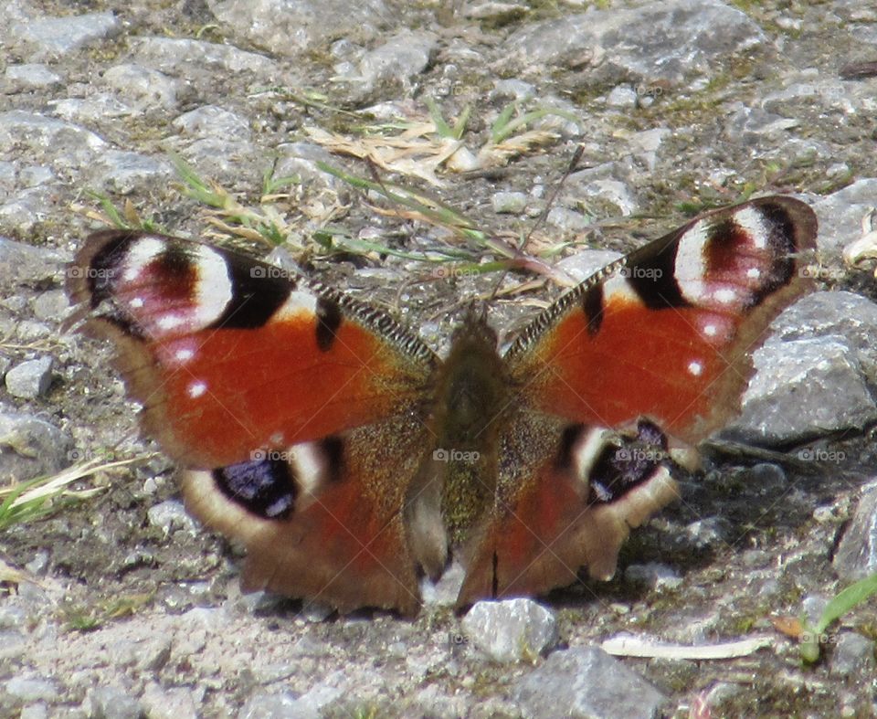 peacock butterfly