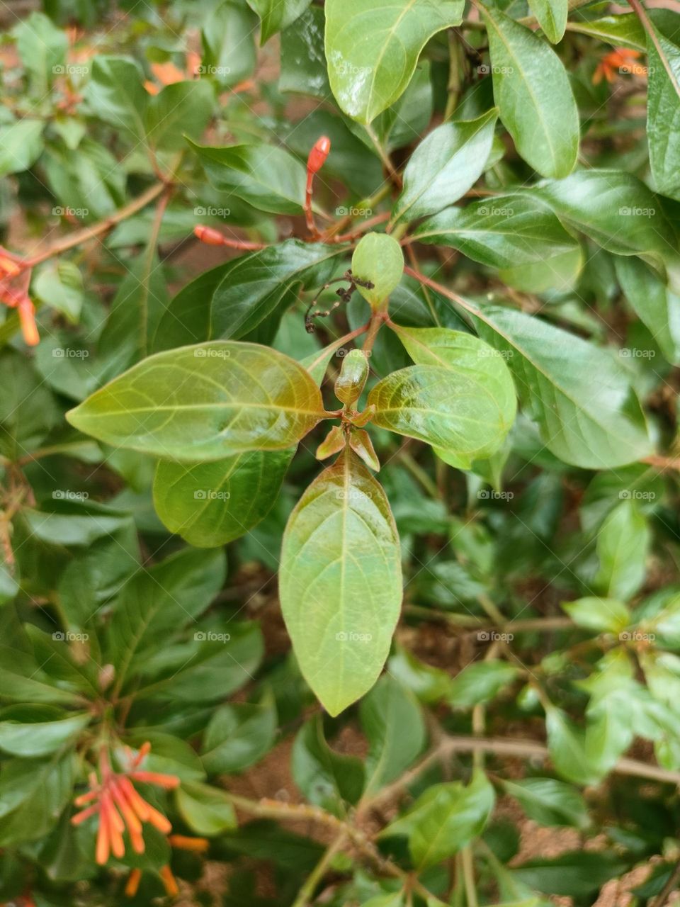 Awesome Click In Garden