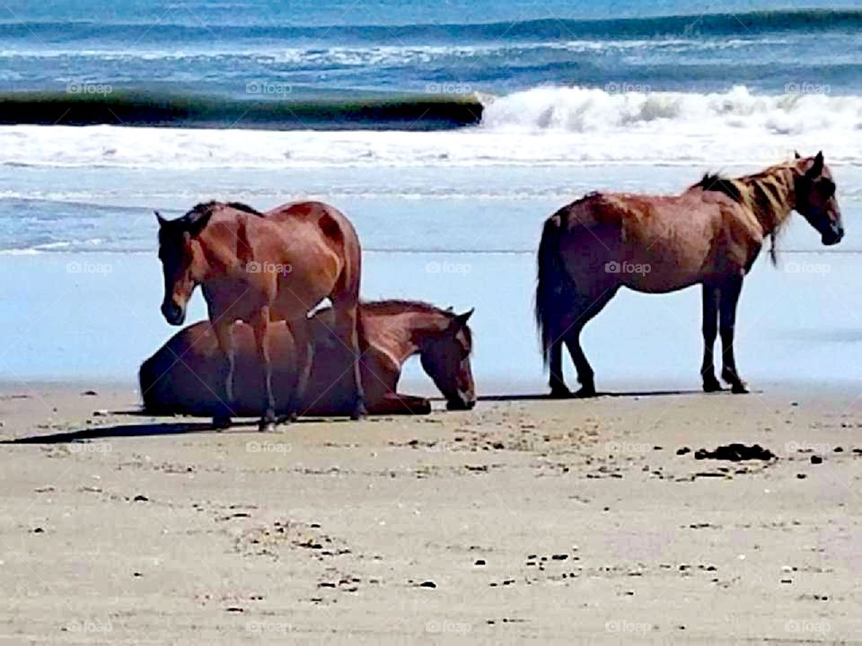 Spanish mustangs on Coralla Island, Outer Banks, NC