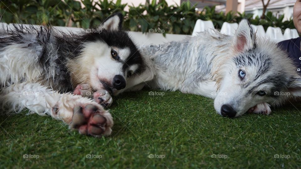 Sleepy siberian husky on grass