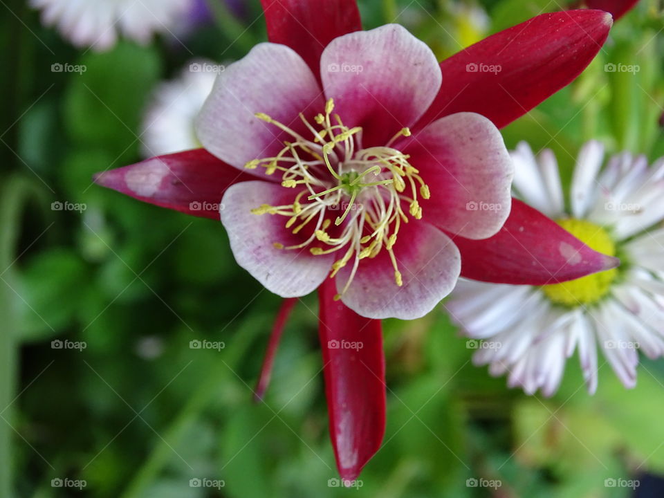 Pink flower infusion. flower in my garden