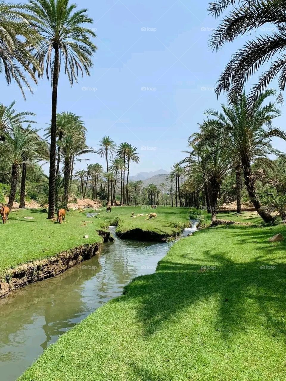 Glory be to God, the natural view, the water flowing on the ground, is a very beautiful and picturesque sight, and the animals eat the green