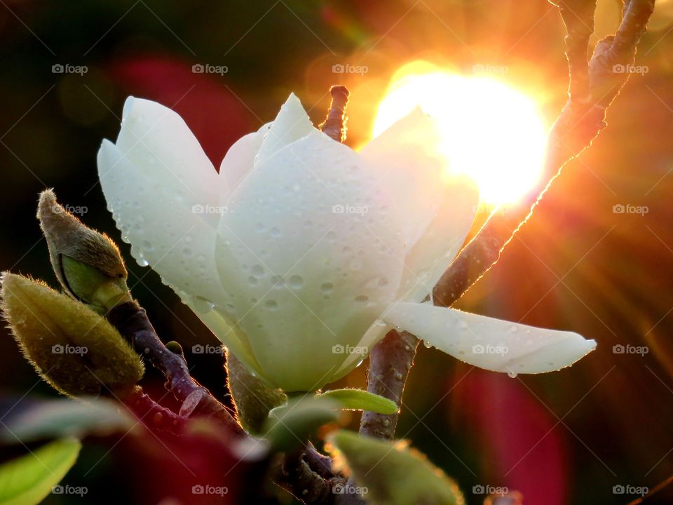 Magnolia flower as sun is setting