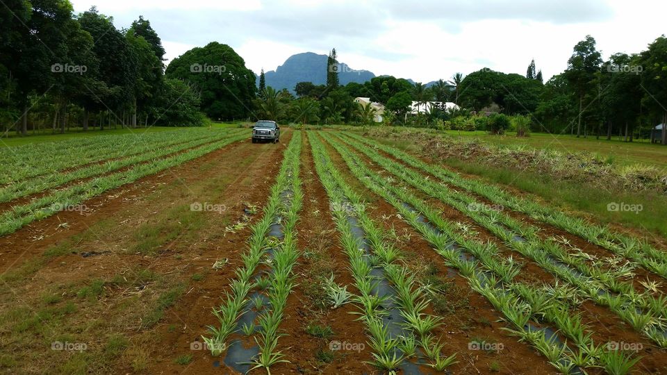 Pineapple farm