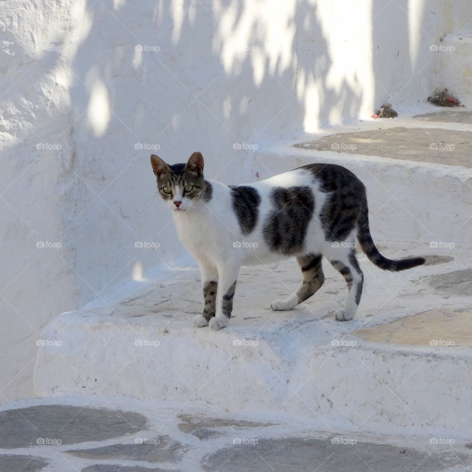 Cat in greek island