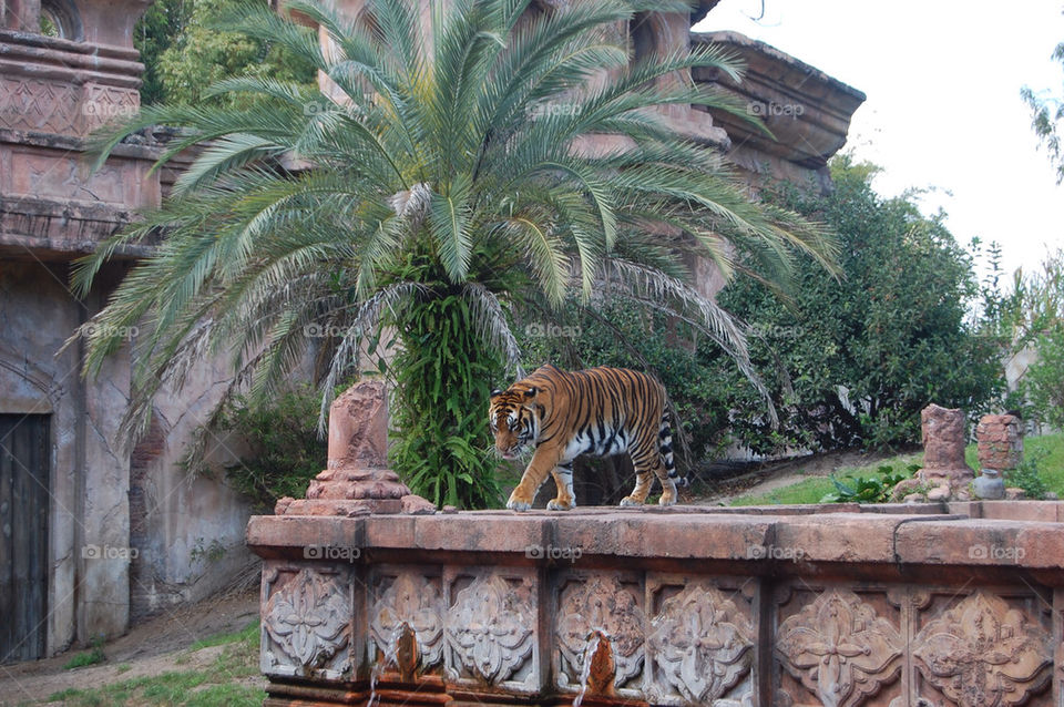 palm tiger usa zoo by mamasnest