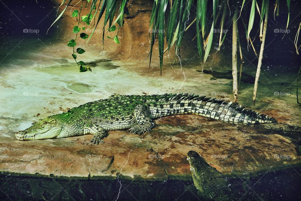 Crocodile