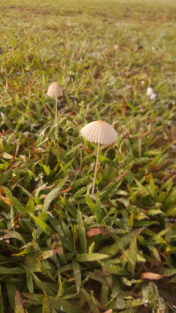Mushrooms in the fields