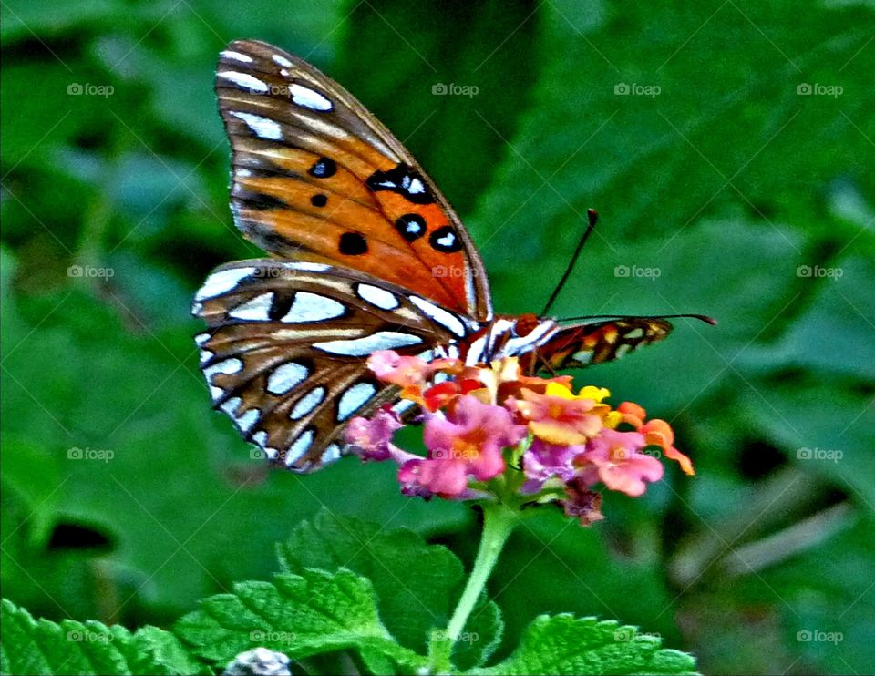 Beautiful butterfly