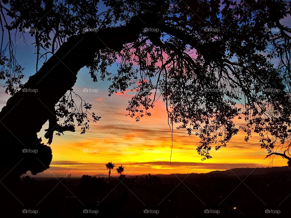 Cork Tree and sunrise