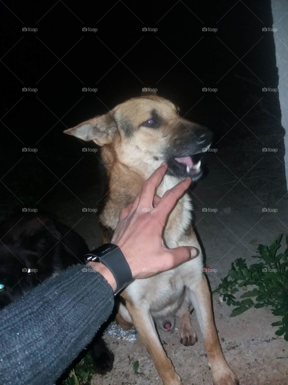 Spring walk with dog