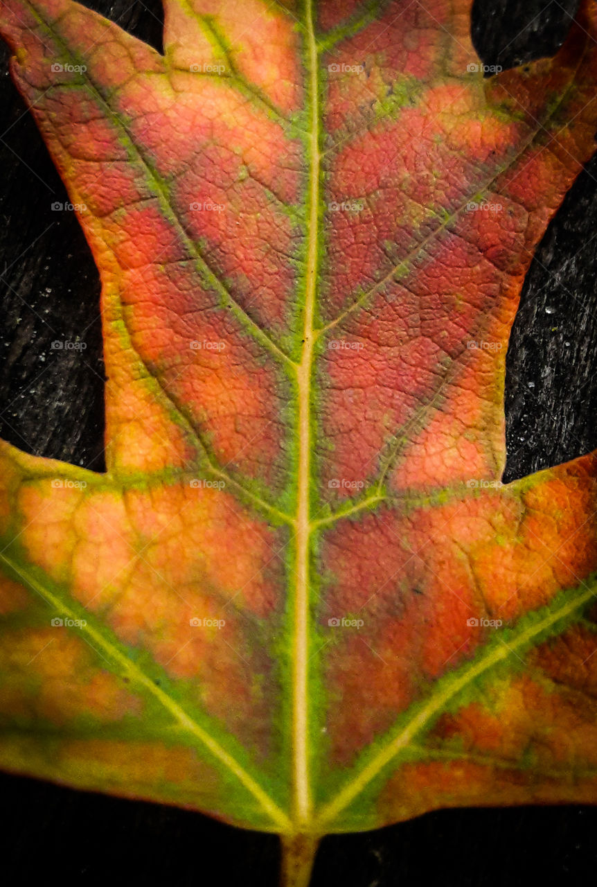 A splash of red and golden tones on an autumn leaf.