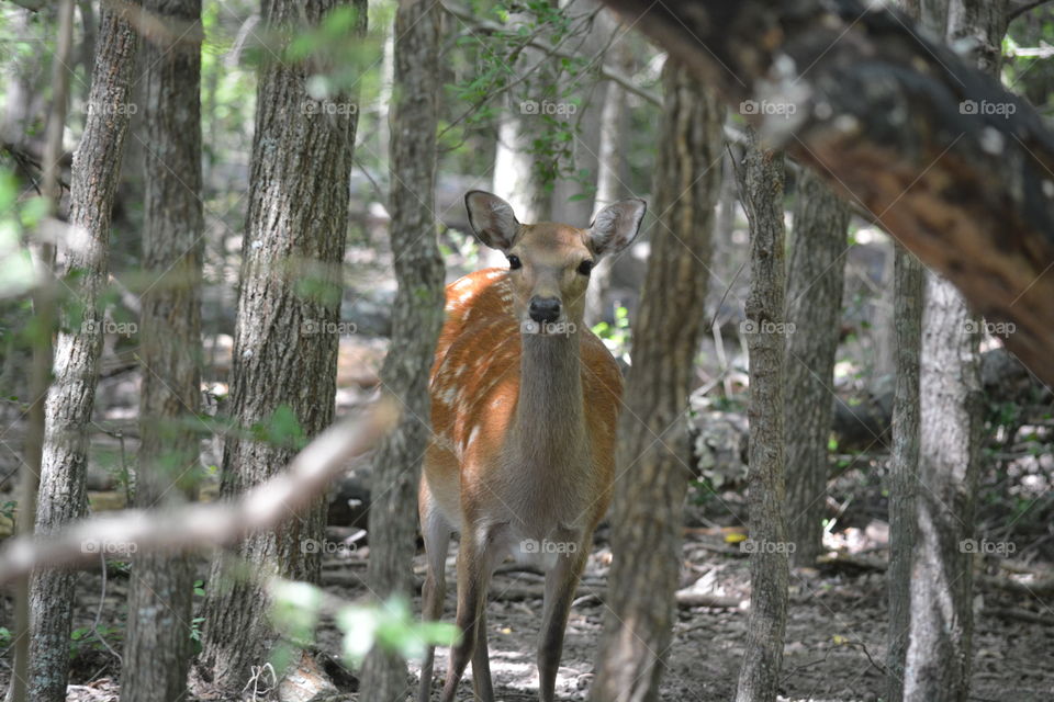 Deer hiding in the woods