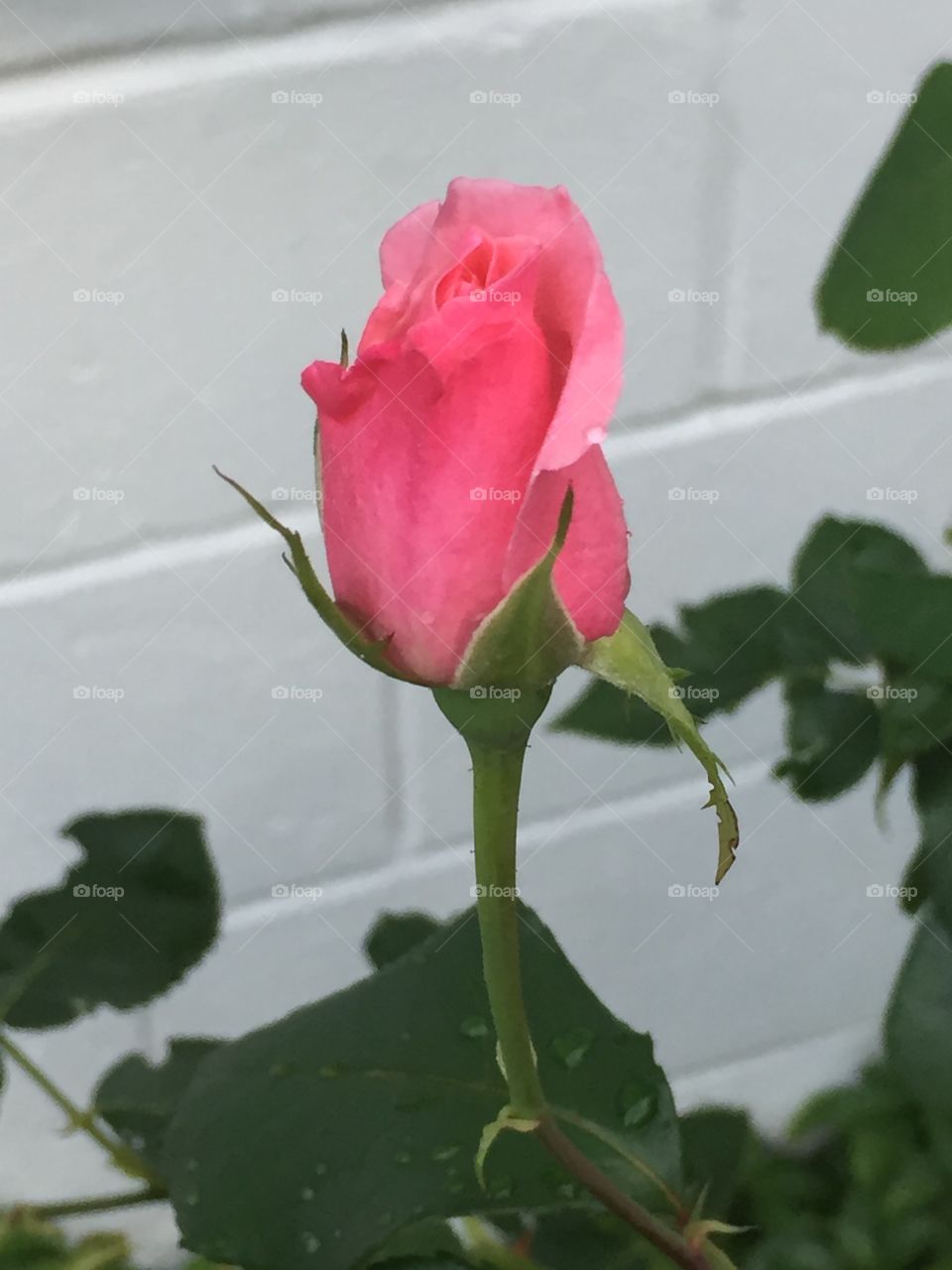 Rosebud after heavy rain
The storm was rough on the rose bush
But this bud held on. 