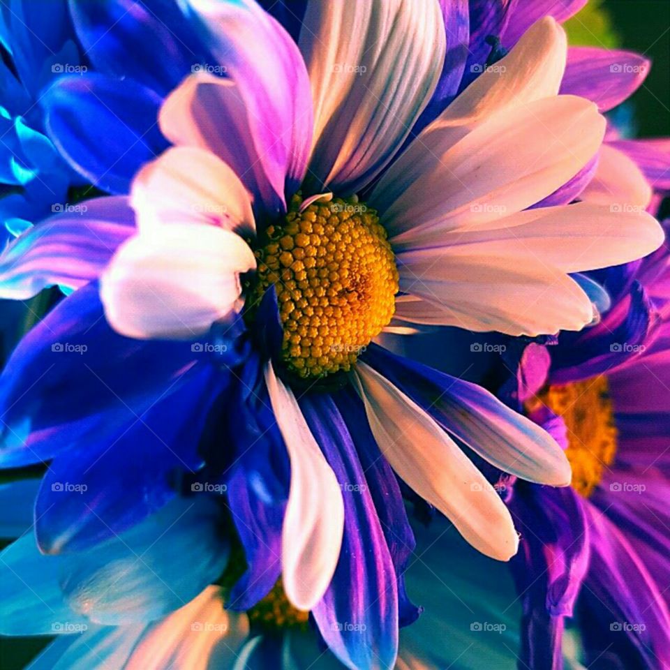 Nature, Flower, Flora, Color, Summer