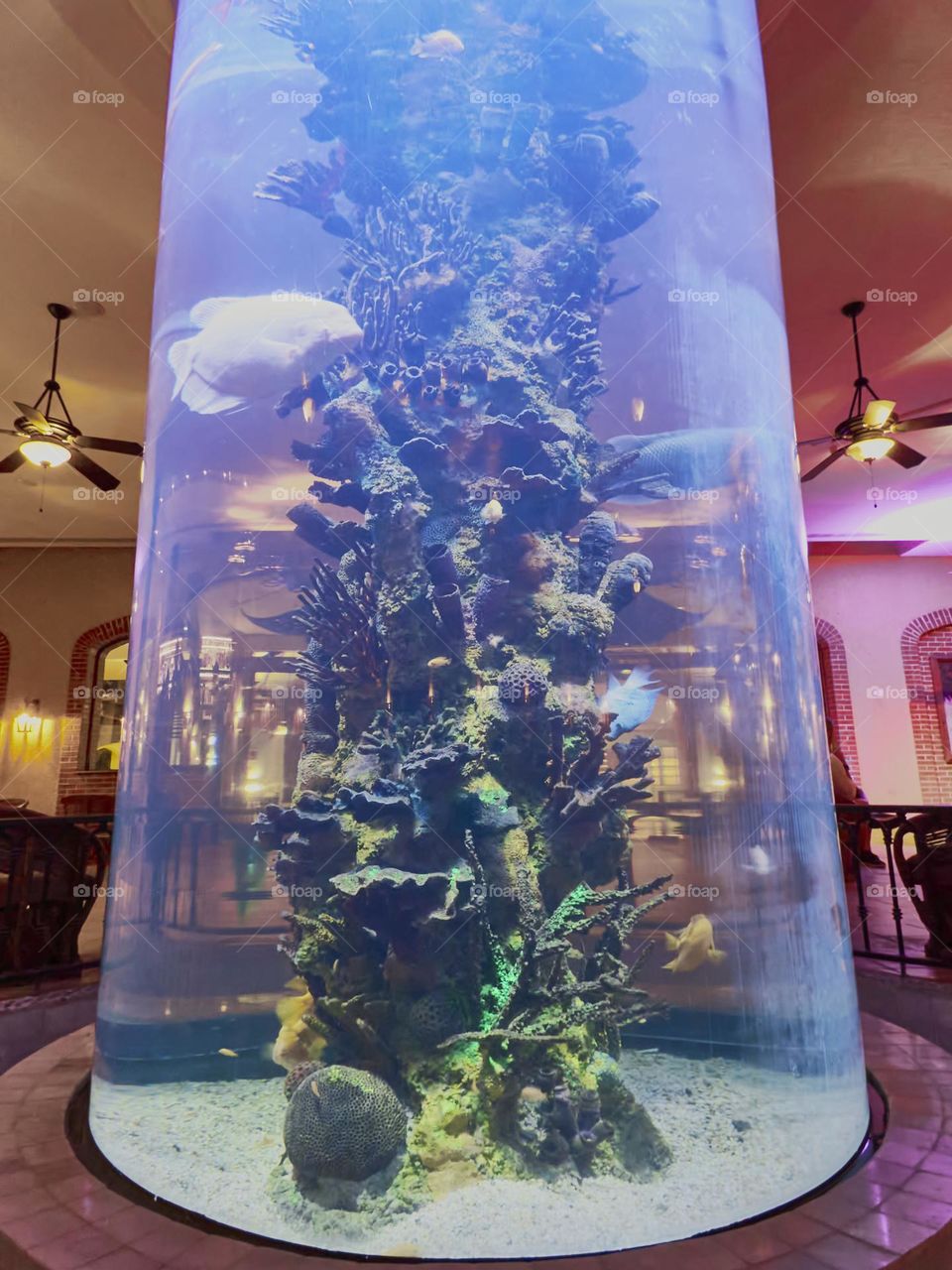 aquarium redondo de gran tamaño en el interior de un bar