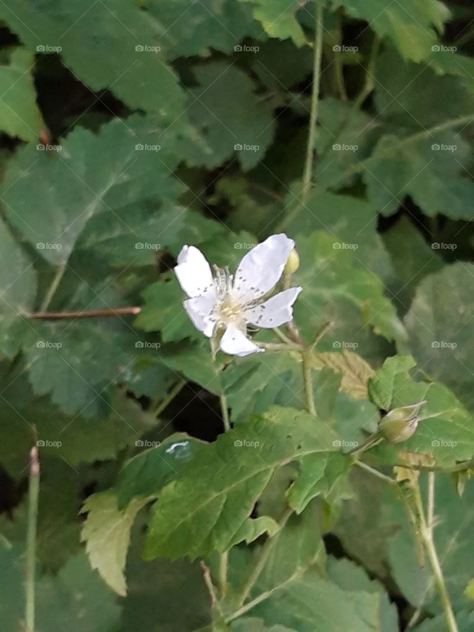 flower