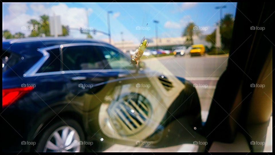 catching a ride. insect and car. can you find the fly?
