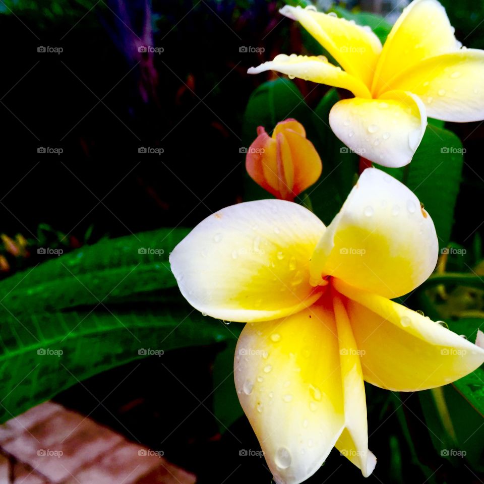 Flowers. Flowers after a thunderstorm 