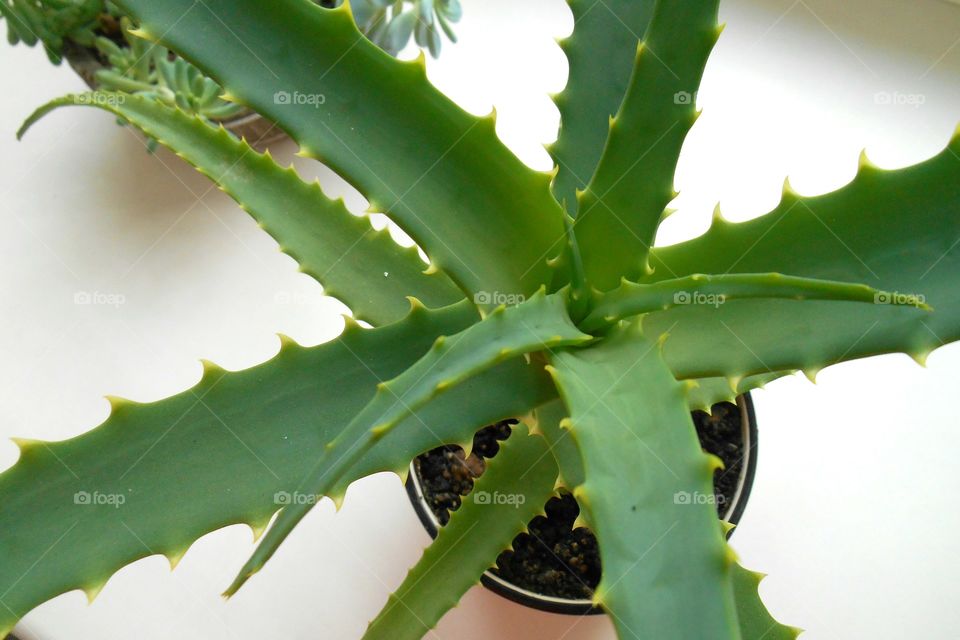 Close-up of aloe vera plant