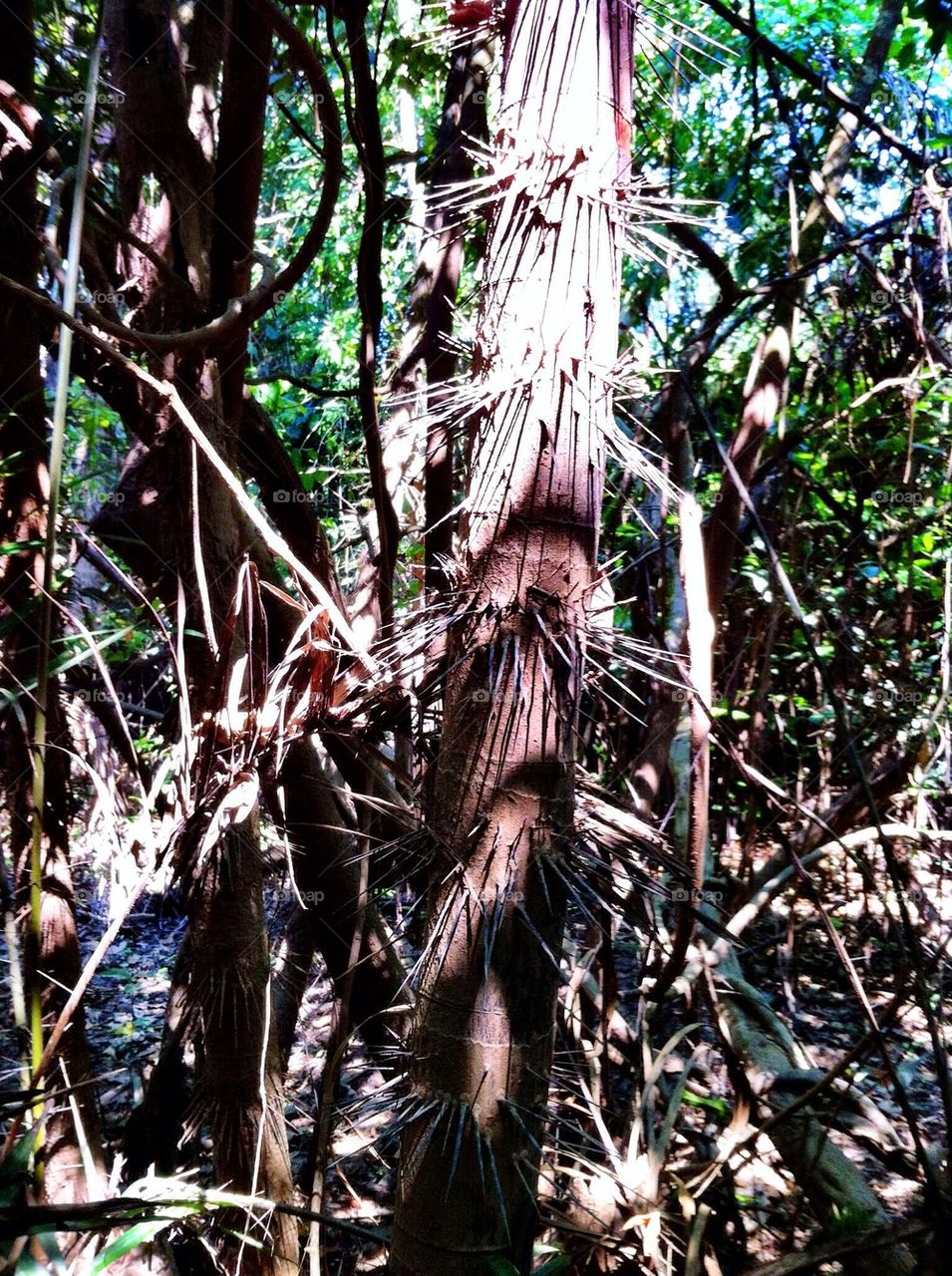 Amazon Trees