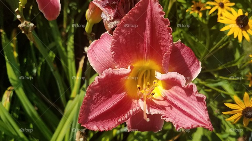 Strawberry Daylilies
