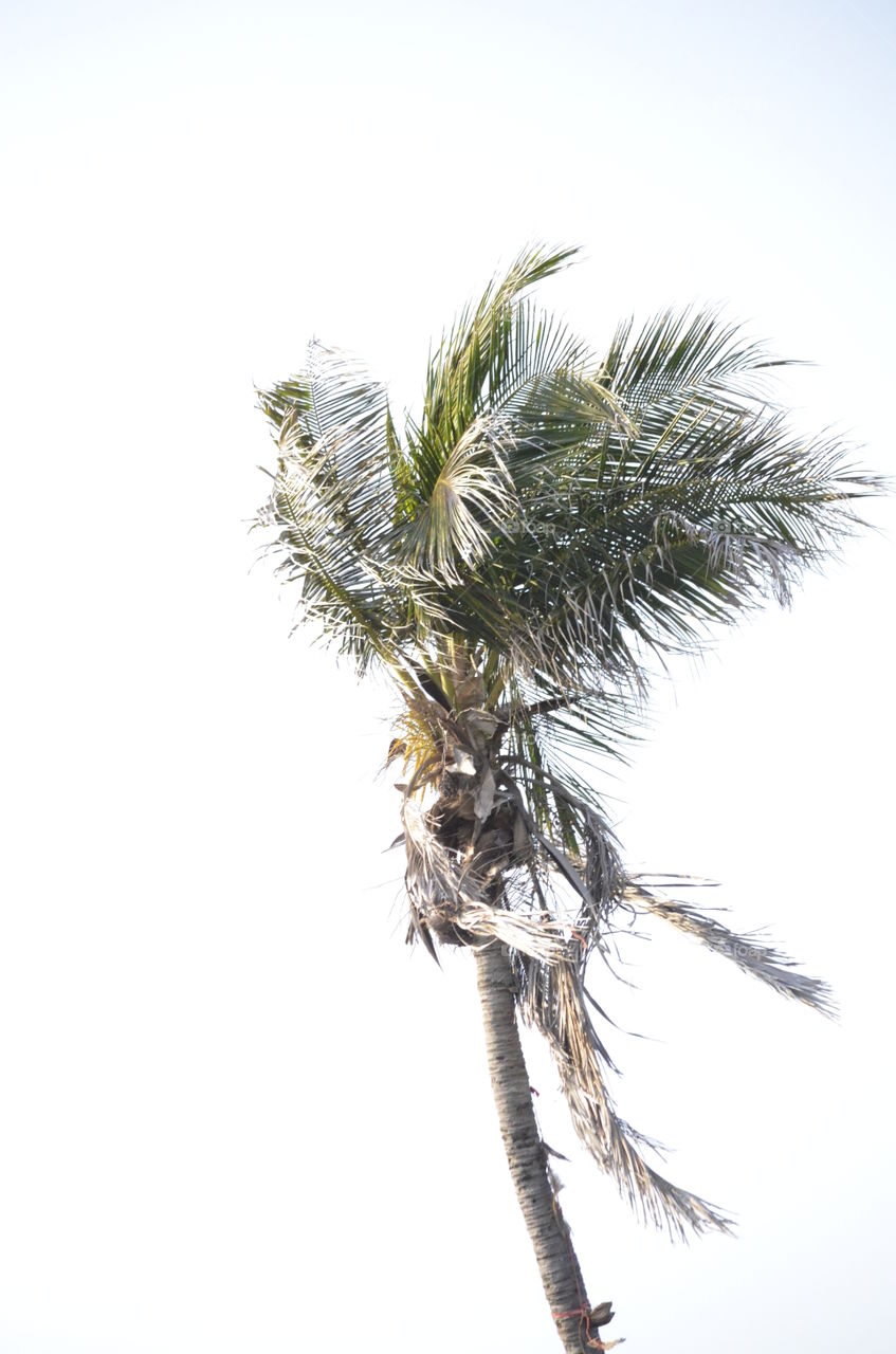 Palm in the Wind