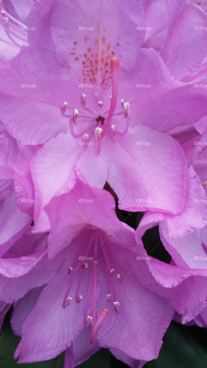 spring. flowers. beauty