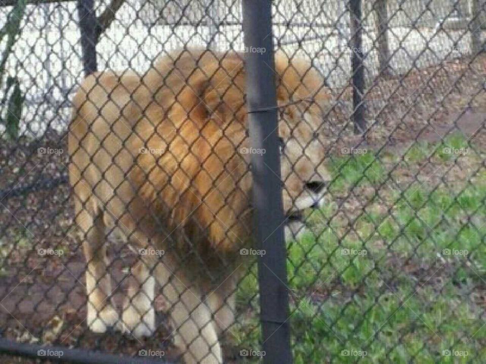 Miami Metro Zoo , Lion, Animal, Huge,