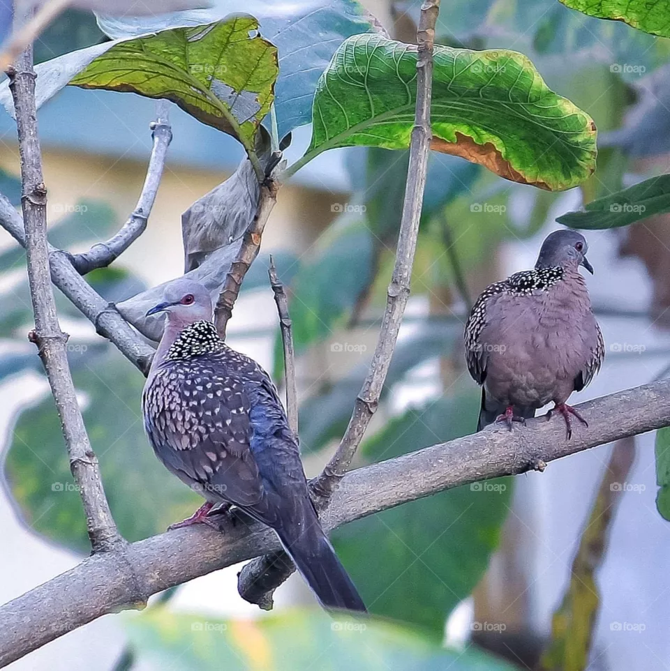 Beautiful birds