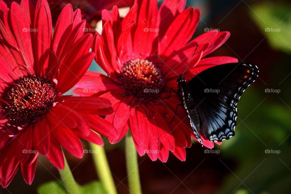 A Giant Swallowtail butterfly lands on red Gerbera daisies. 
