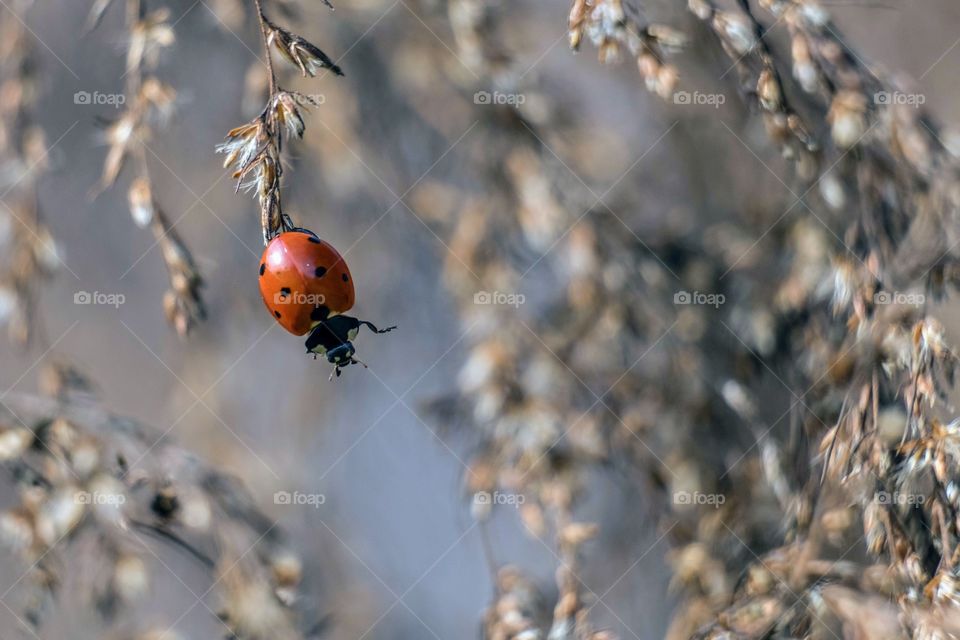 Foap, Color vs Black and White: A bright red seven-spotted lady bug waving at the camera in front of the drab dull colors of the onset of winter. 
