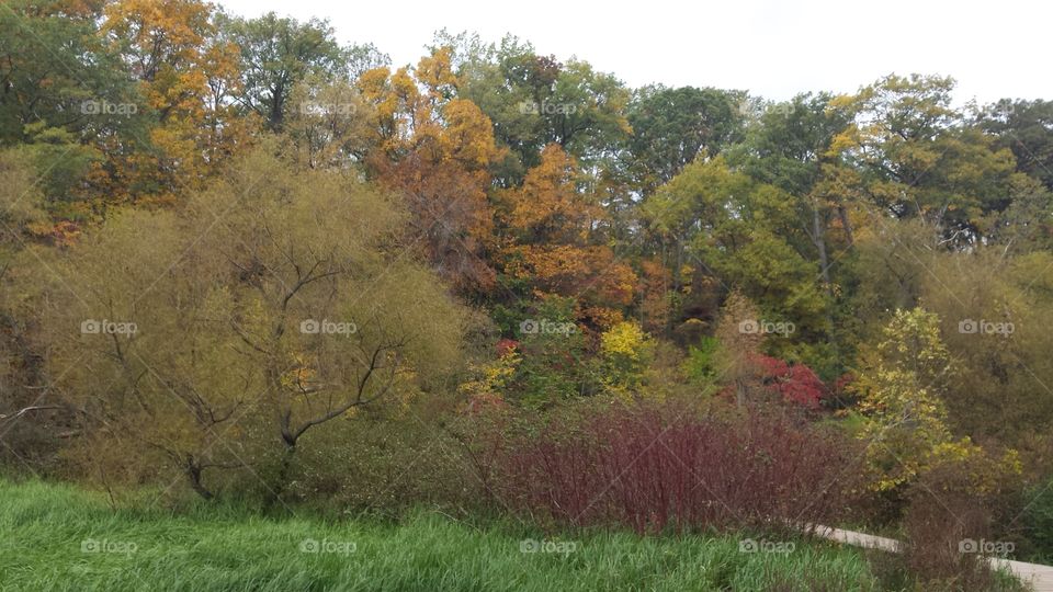 Landscape, Tree, Nature, Fall, Wood