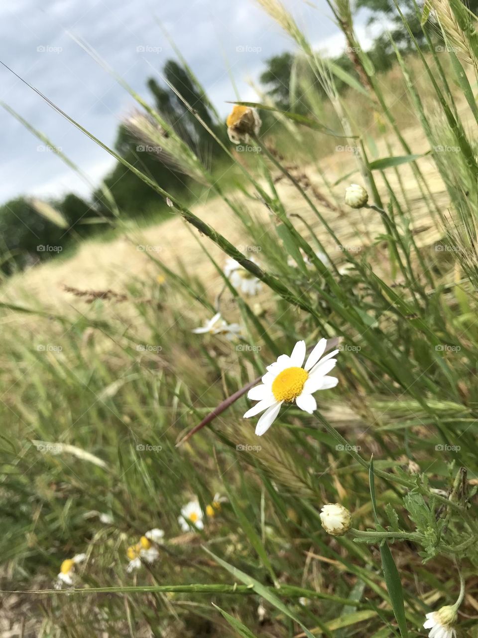 Chamomile in the grass