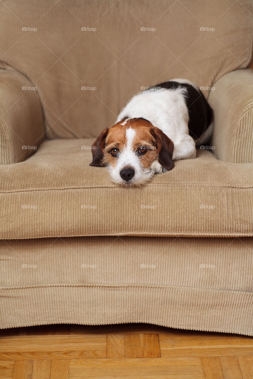 Dog lying on recliner chair