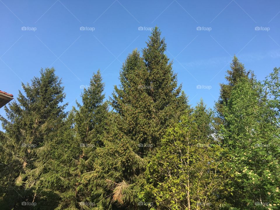 Pine trees with blue sky