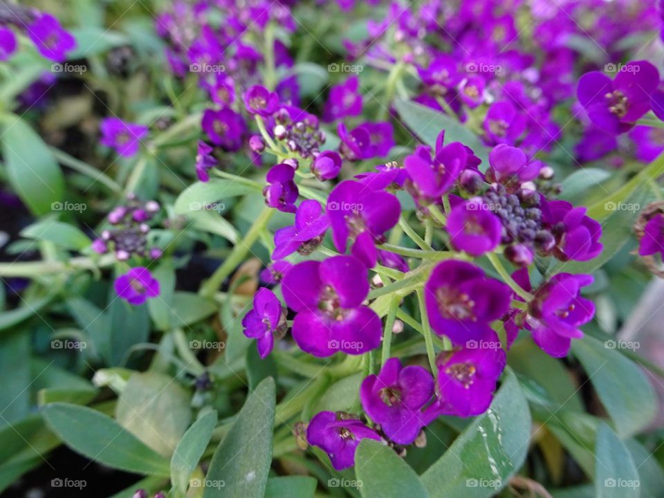 Flower blossoms of sweet alyssum