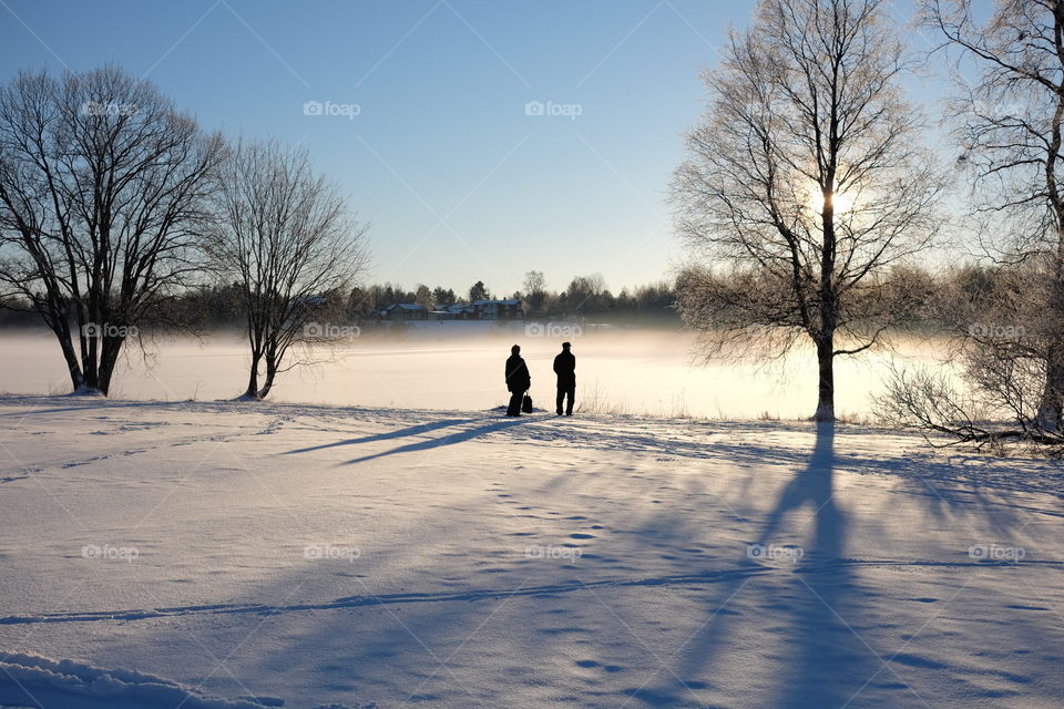 Winter, Snow, Cold, Frost, Tree