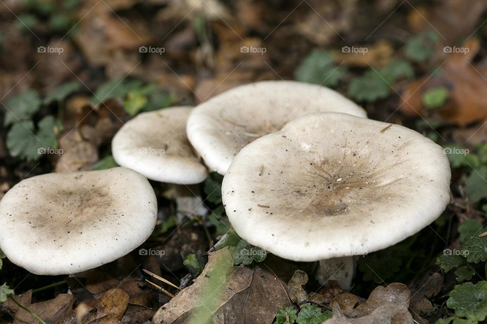 Winter wild mushroom in close up background nature therapy amazing wildlife beautiful life