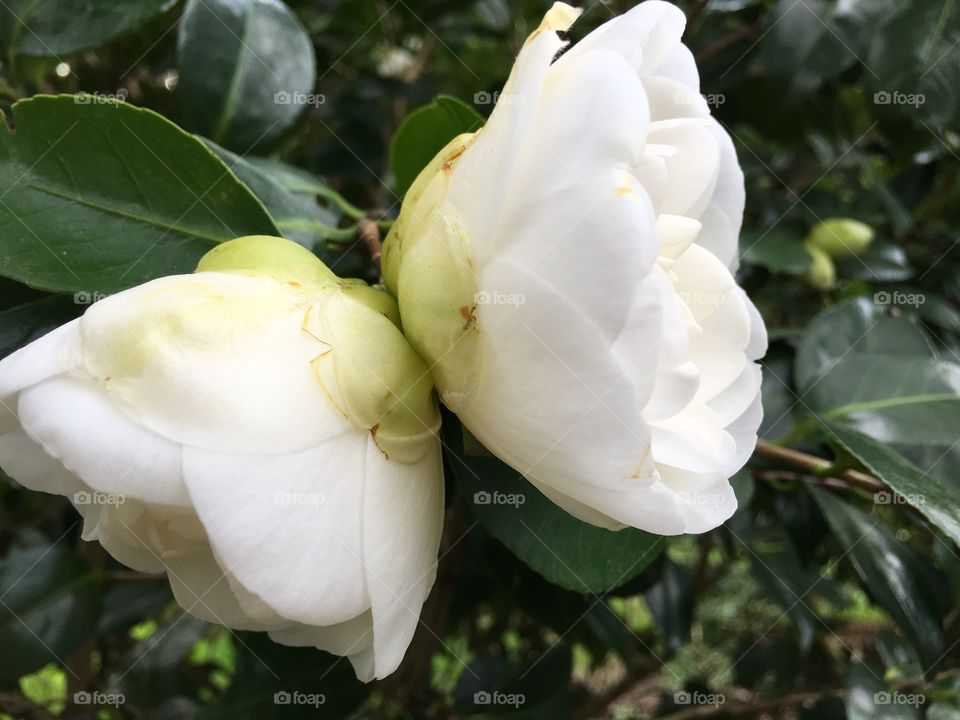 Camellia twins