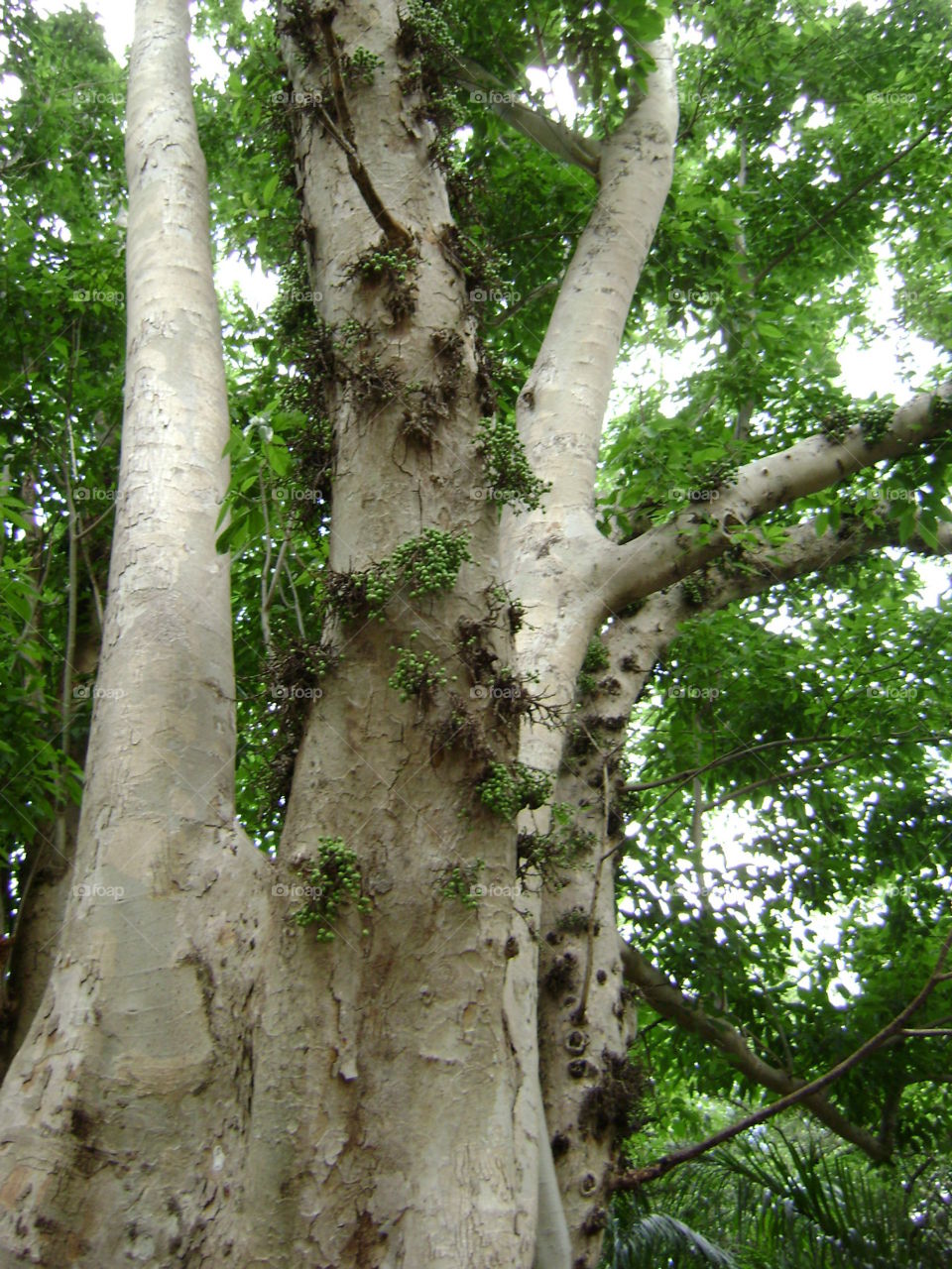 tree trunk. tree trunk