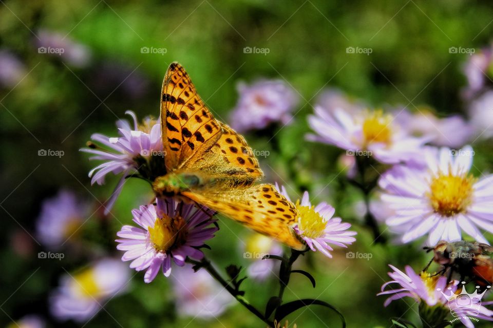 an orange butterfly on a flower in the garden.