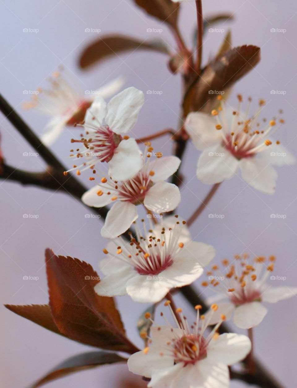 Beautiful and gentle flowers on the branch