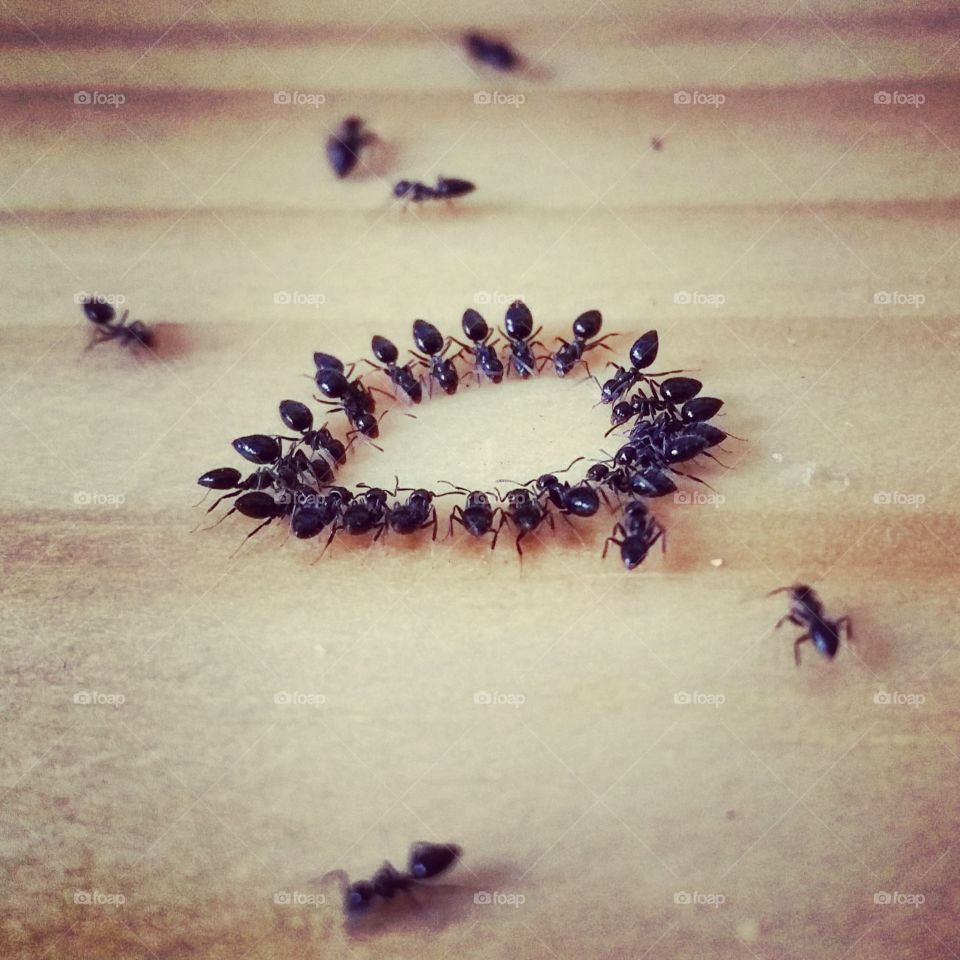 Ants, perfect drinking circle